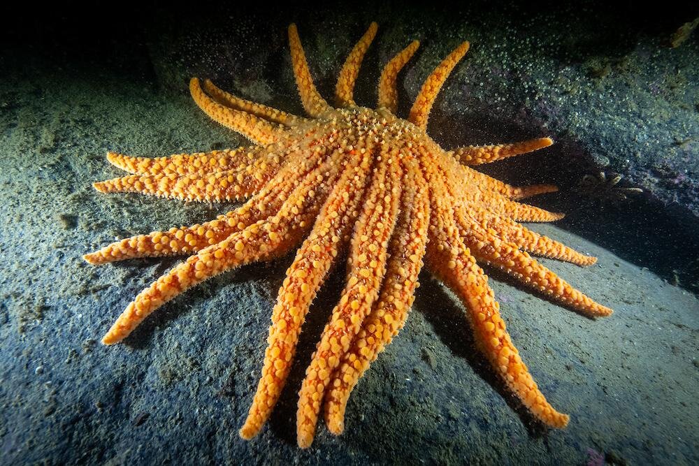 An orange 19-leg starfish resting on a rock under water