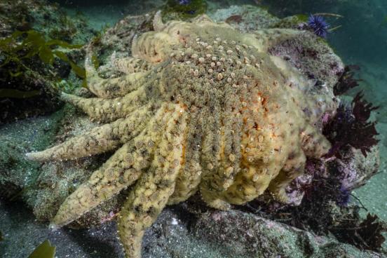 sunflower sea star