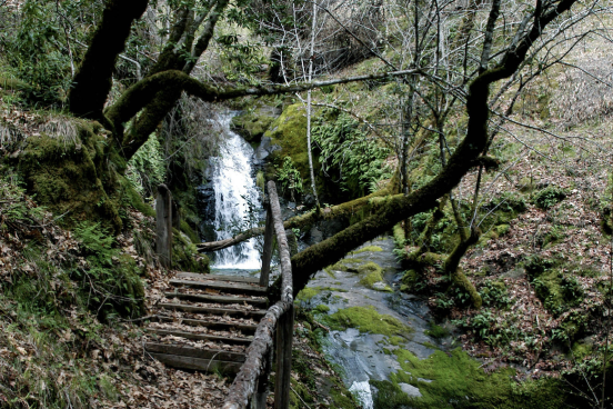 Shot of a river in a forest
