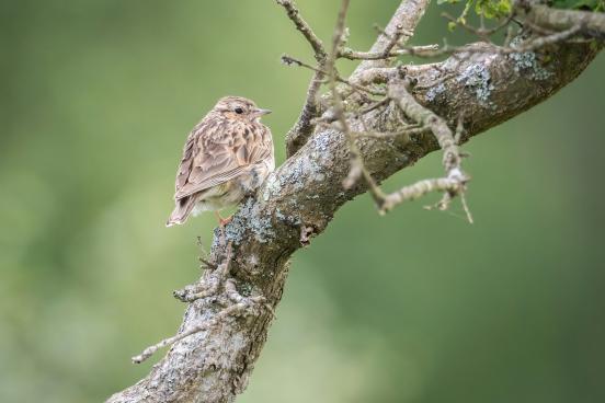 View of a bird on a branch