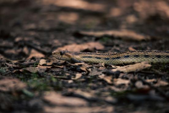 View of a snake in the woods