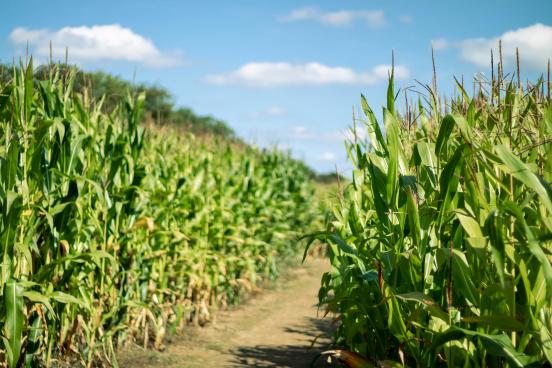 View of a corn maze