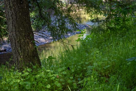 Forest View