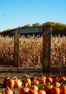 The entrance to a pumpkin patch corn maze