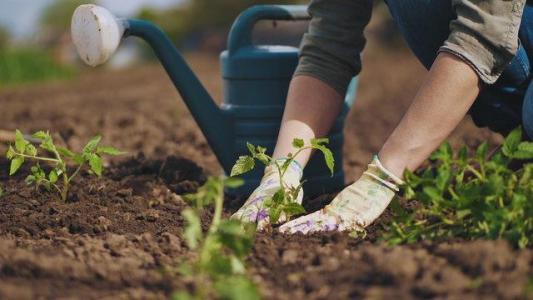 Plant futures