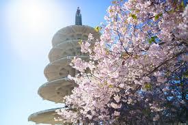Cherry Blossoms