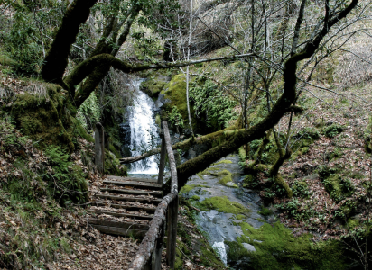 Shot of a river in a forest