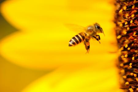 A bee flies toward a flower