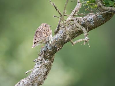 View of a bird on a branch
