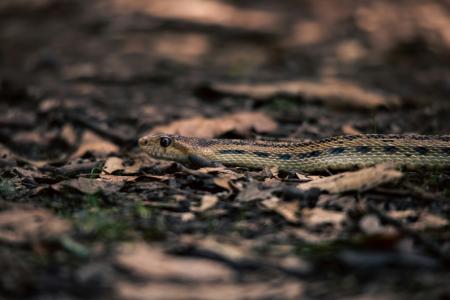 View of a snake in the woods
