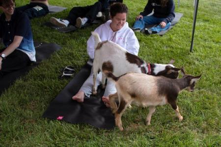 Someone pets a goat