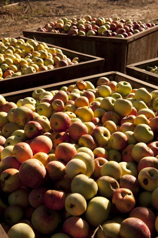 apples