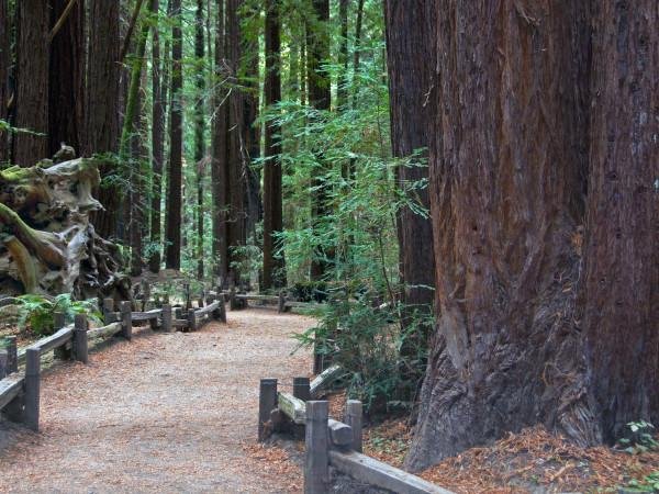 a walking trail through the redwood trees in Armstrong Woods