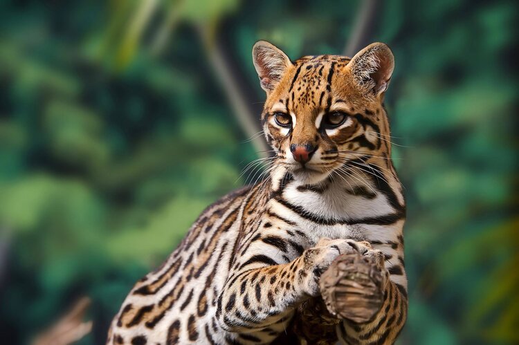 Ocelot cat