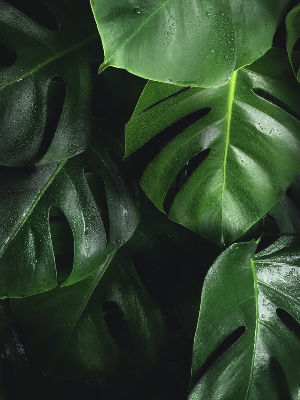 Monstera Deliciosa plant leaves