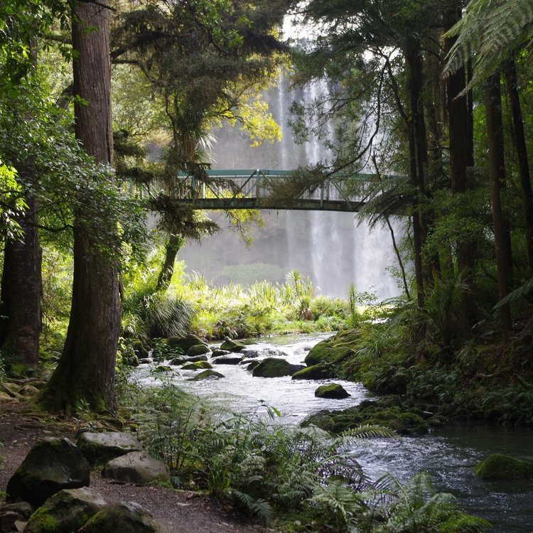 A bridge going over a river surrounded by trees