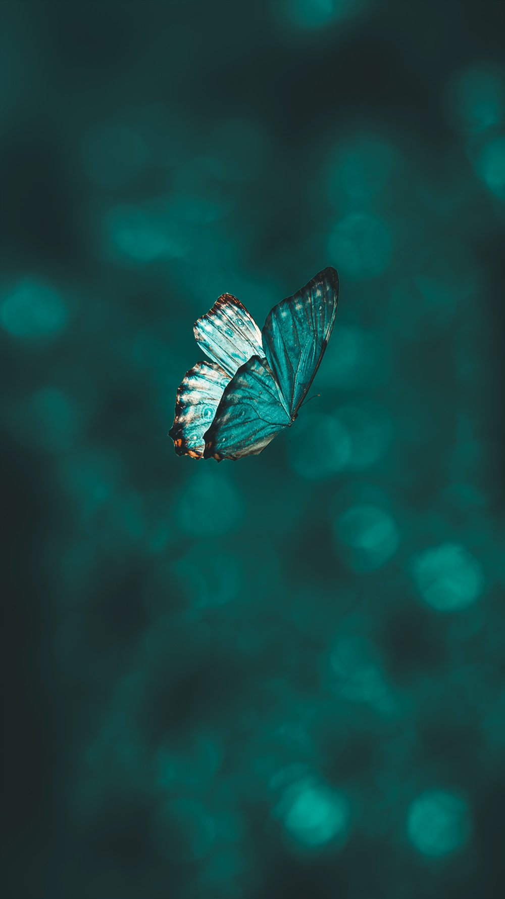 a teal-colored butterfly