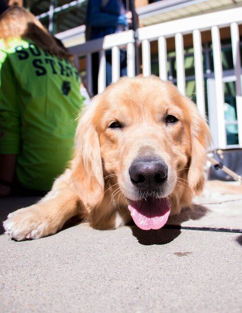 Golden Retriever dog 