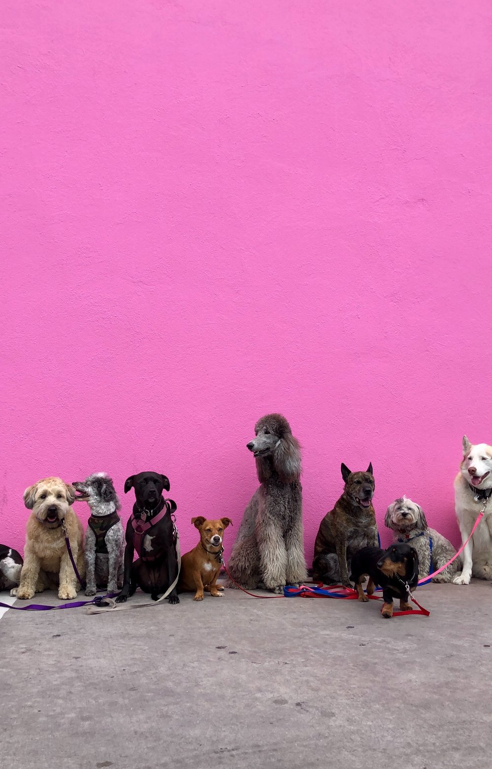 a variety of dog breeds sitting in a row in front of a pink wall