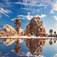 A landscape of Joshua Tree 