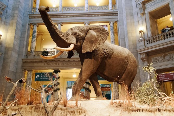 A taxidermy elephant with its trunk raised above its head in the American Museum of Natural History 