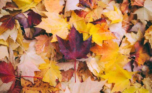 A pile of colorful fall leaves 