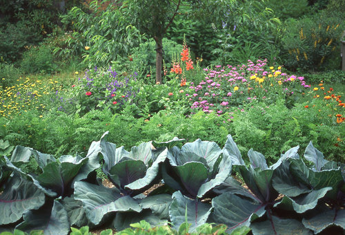 Garden plants 