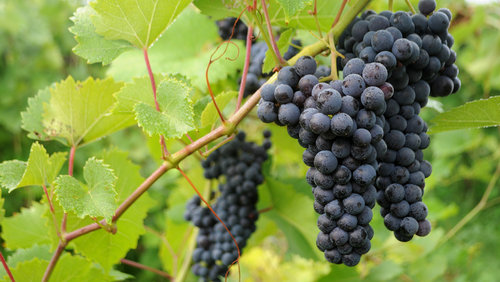 Grapes hanging on a vine 