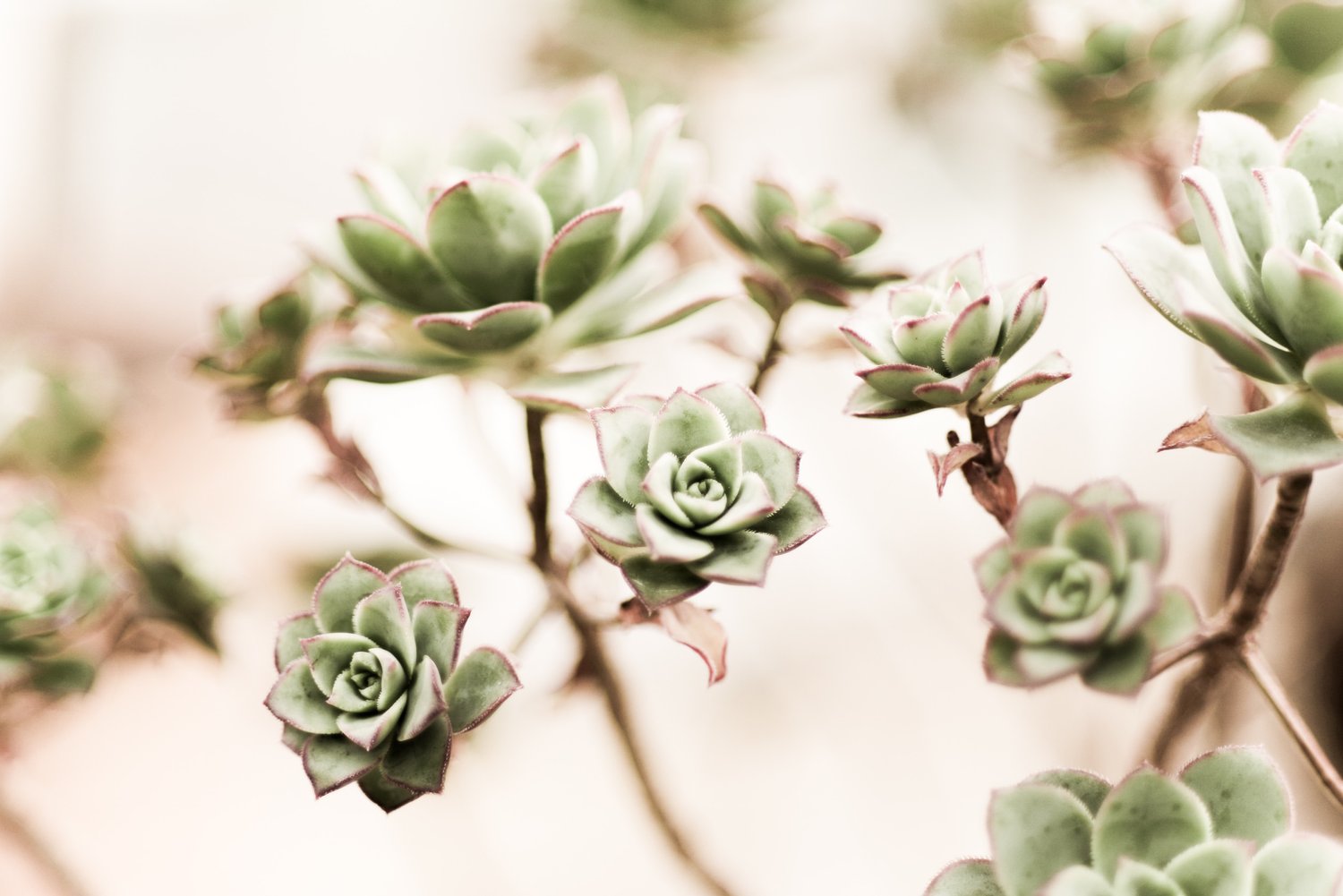 hens and chicks plaants