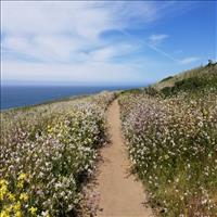 A coastal hiking path featuring flowers in the foreground and wispy clouds in the background