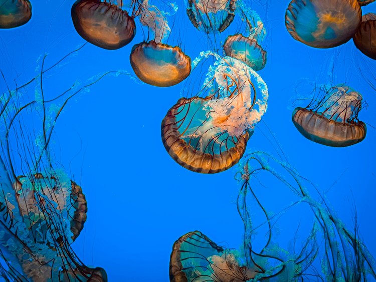 Jellyfish swimming in an aquarium 