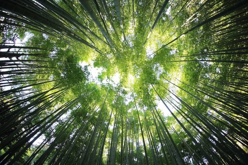 Low angle of trees