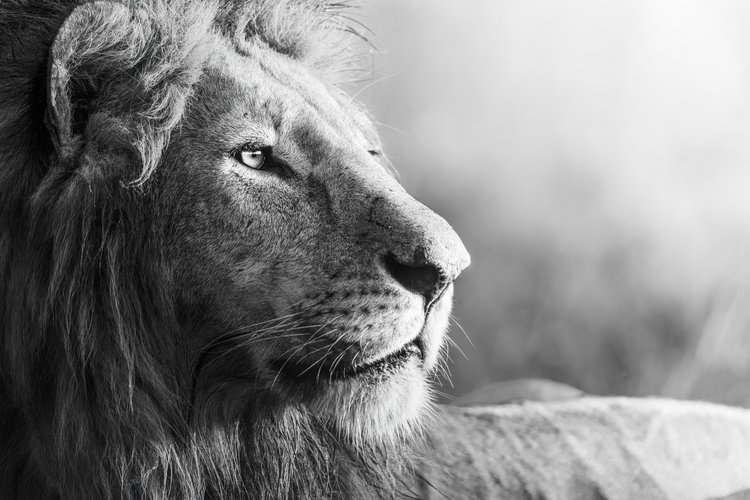 a lion in black and white