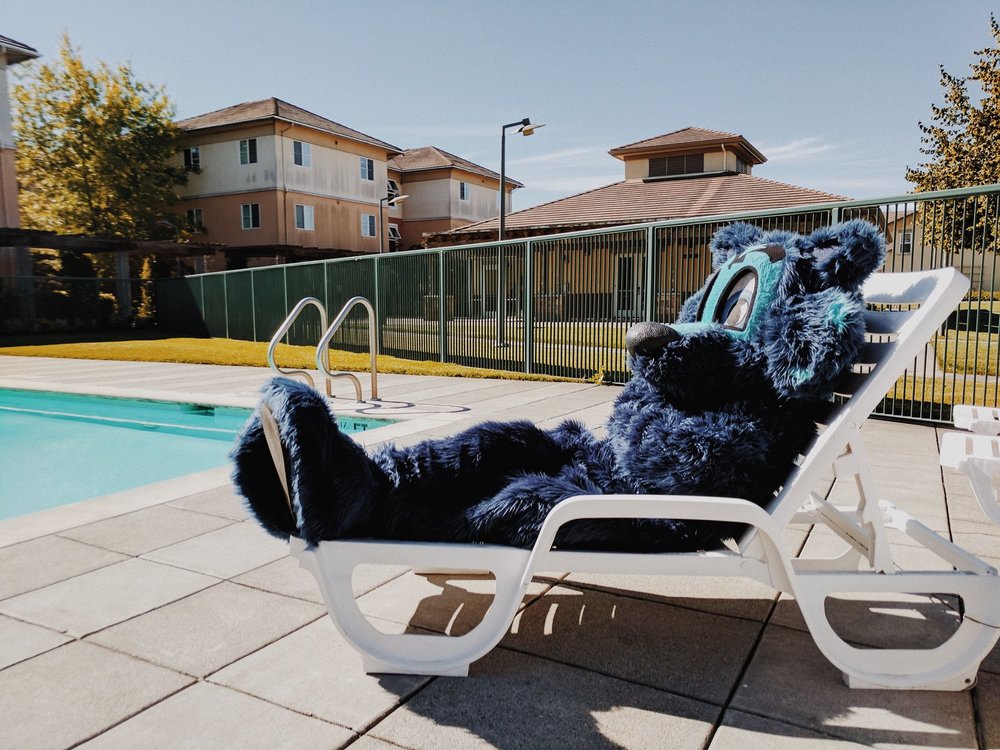 Lobo chilling by the pool on a pool lounge chair