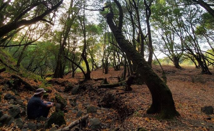 A wide-angle view of a heavily wooded area