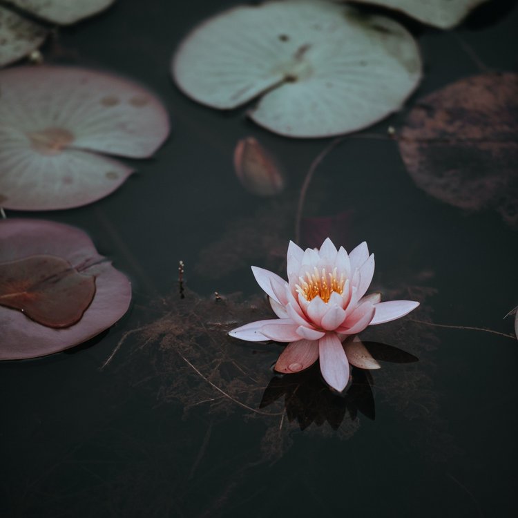 A lotus flower in water surrounded by lily pads