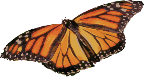 Monarch butterfly 