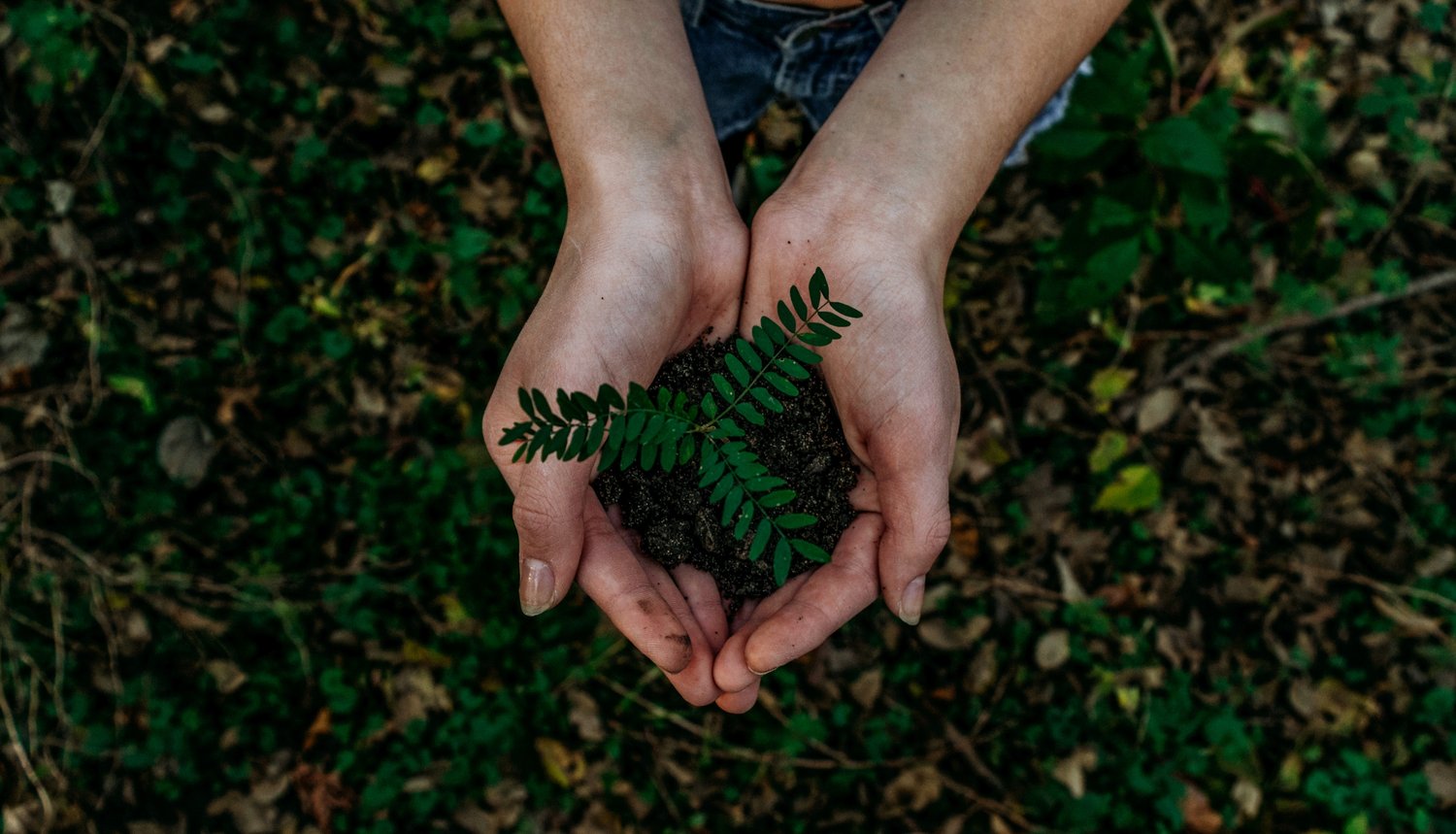 a person holding soil and a small plant