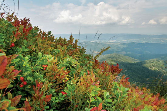 Colorful plants cascading on a mountainside with hills and clouds in the background