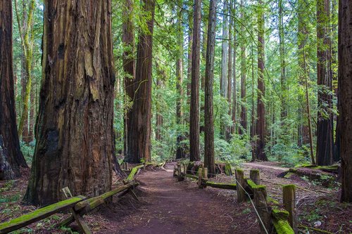 Redwood trees