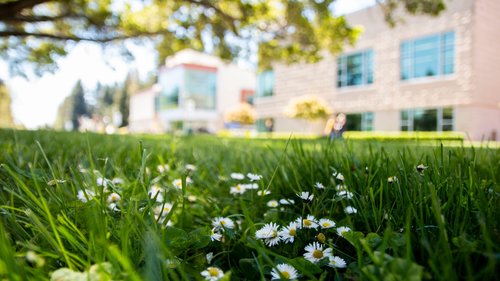 Daisies on the lawn across the Rec 