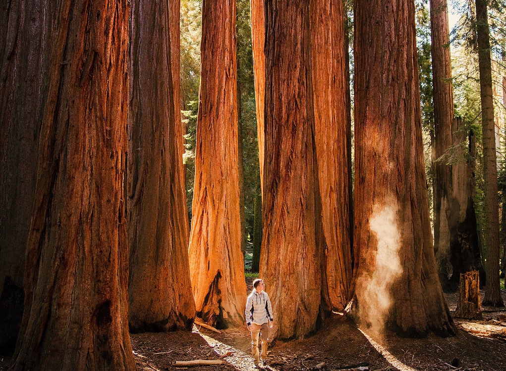 Someone wandering through a group of tall Redwood trees