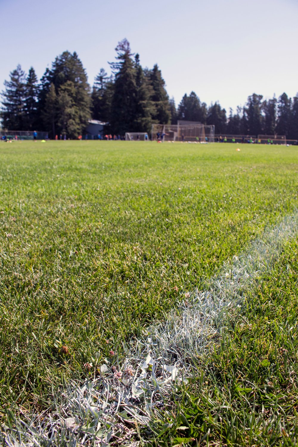 the grass of a soccer field