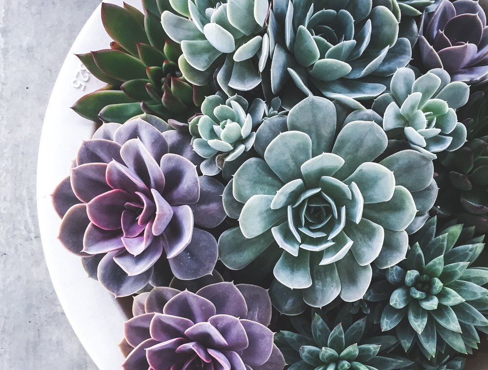 a variety of succulents