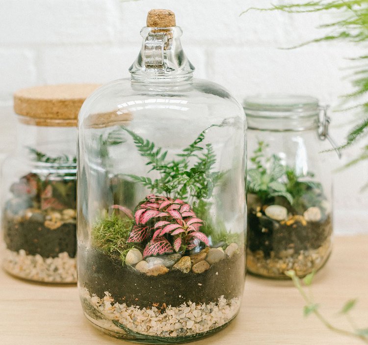 Three glass jar terrariums 