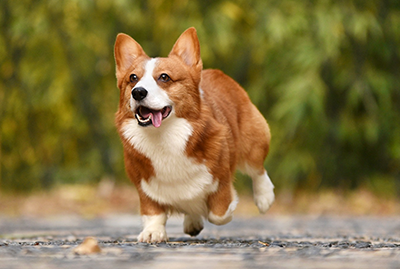 dog running