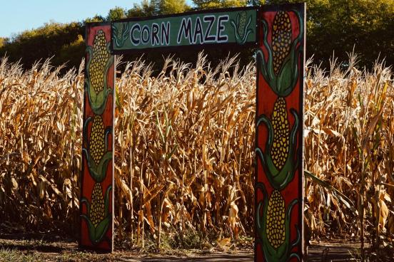 Pumpkin Patch Corn Maze The entrance to a pumpkin patch corn maze