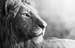 a lion in black and white