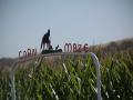 A 'Corn Maze' sign in front of rows of corn