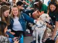 Students petting a dog 
